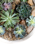 Botanical