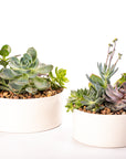 Botanical