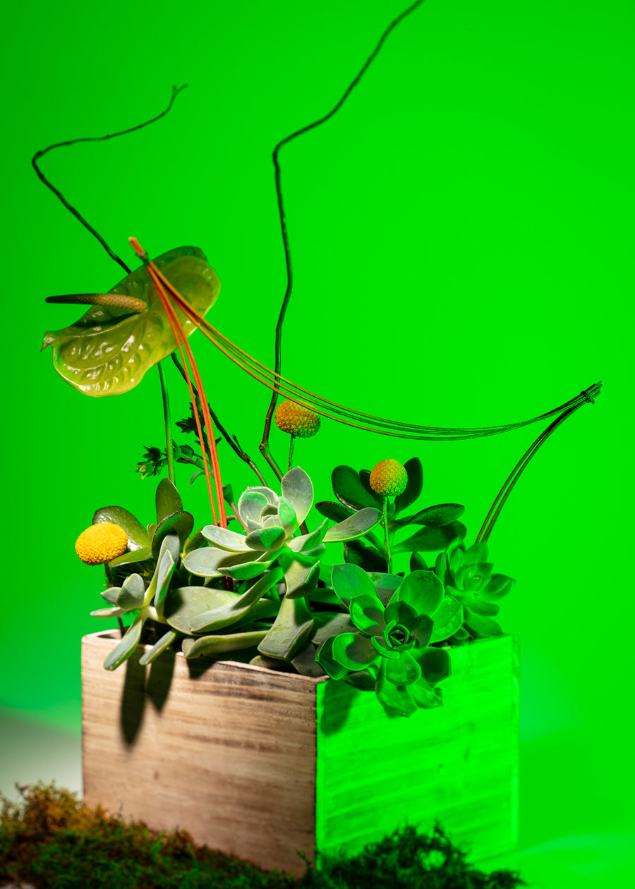 Botanical
