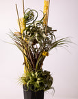 Botanical
