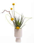 Botanical
