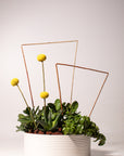 Botanical