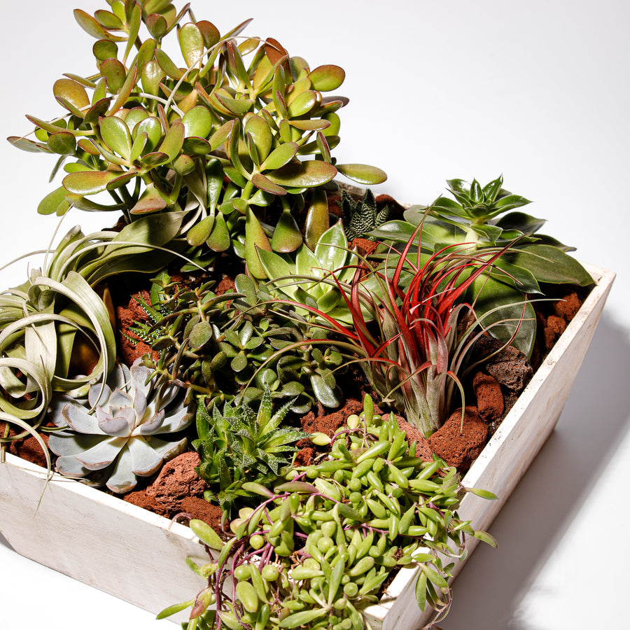 Botanical