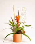 Botanical